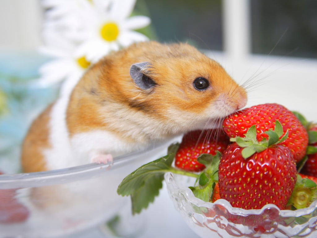 Hamsters Eat Strawberries.