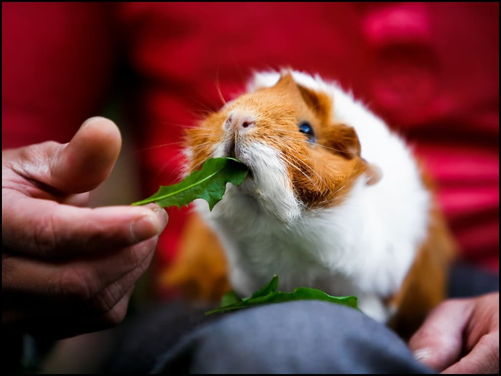 a guinea Pigs Chewing Grass