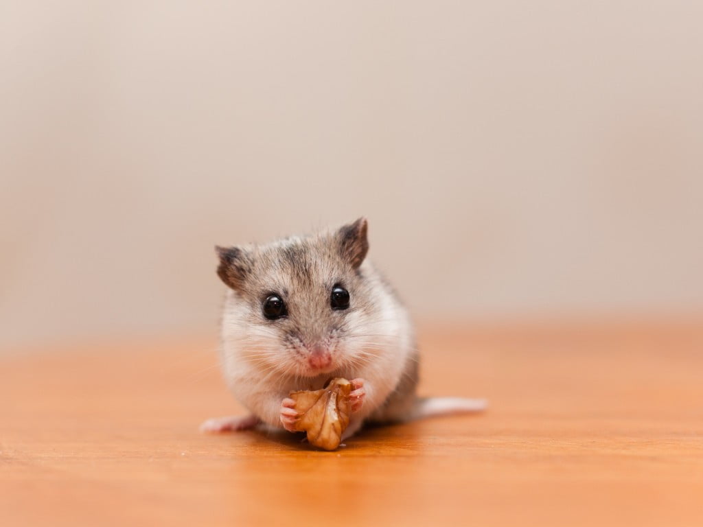 Chinese Hamster laying down.