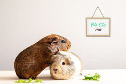 a guinea pig stand another guinea pig .