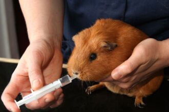 a guinea pig eating medicin by seringe