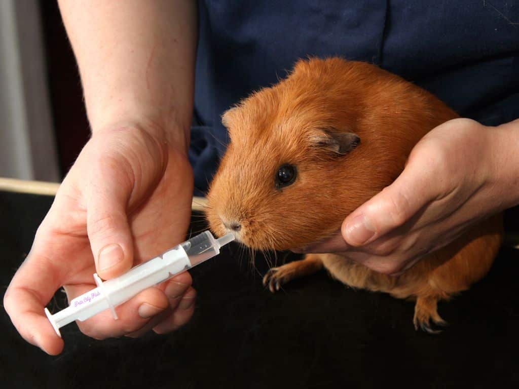 a guinea pig eating medicin by seringe