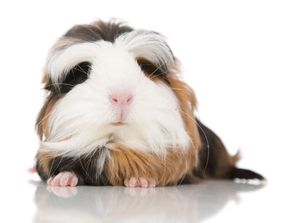 Coronet Guinea Pig laying down in floor.