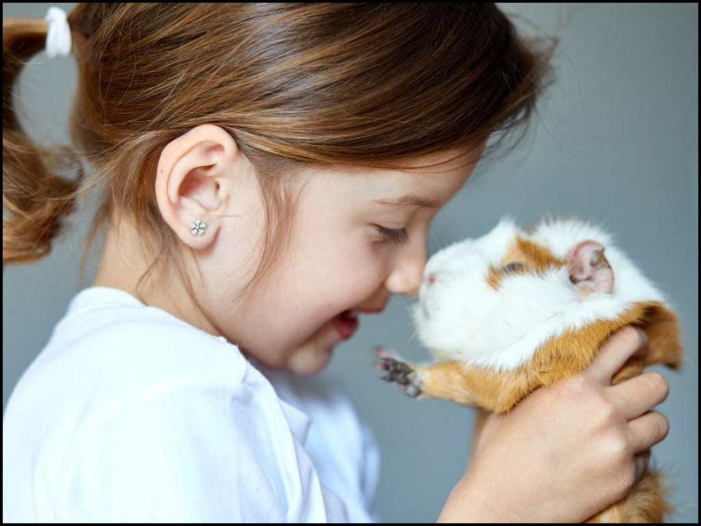 Cuddle Time with Guinea Pigs and Children.