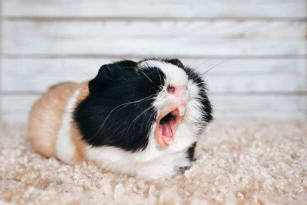 a guinea pigs sitting down with open mouth