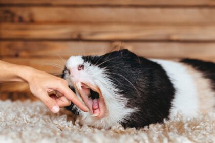 A guinea Pig try to Bite a hand.