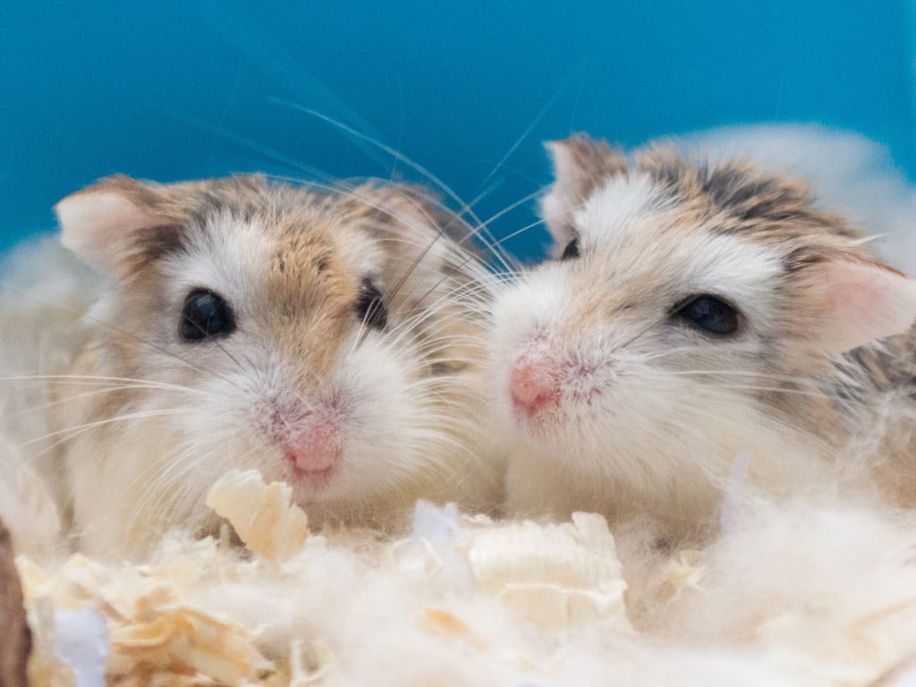 two Dwarf Roborovski Hamster eating food.