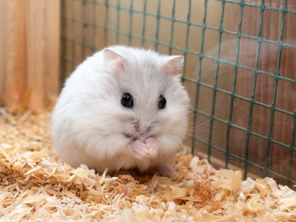 Dwarf Winter White Russian Hamster Eating food in her cage.