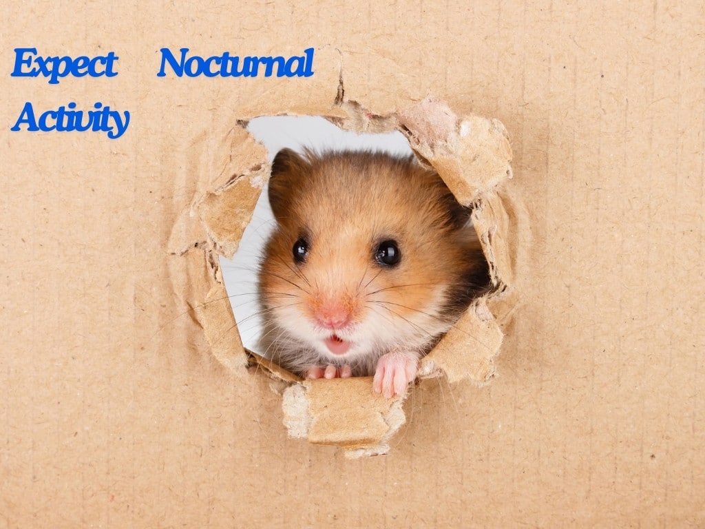 Expect Nocturnal Activity hamster.