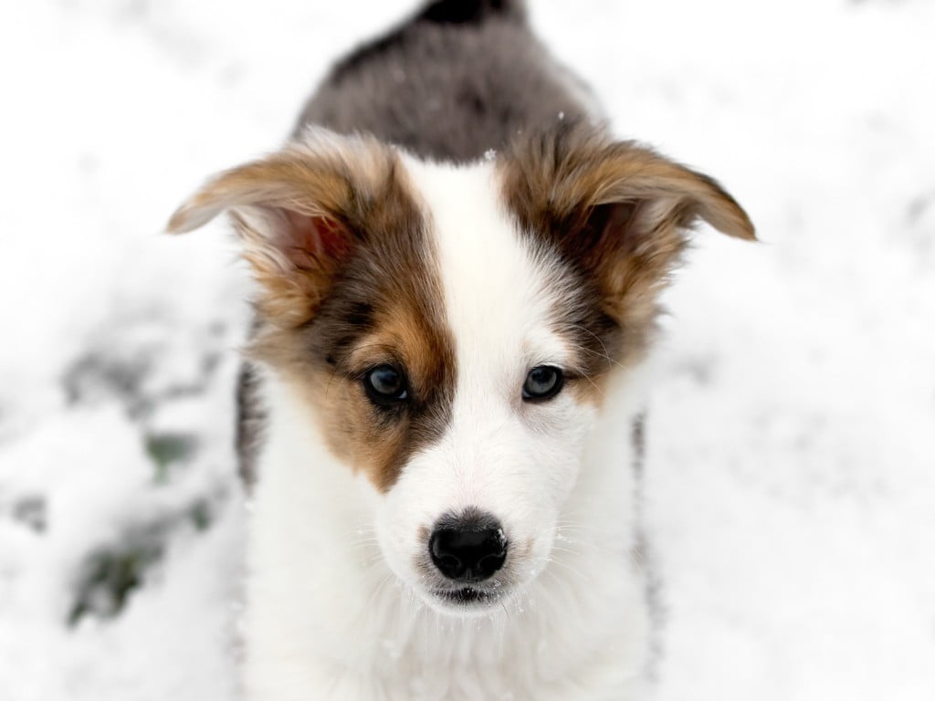 French Aussie (French Bulldog and Australian Shepherd mix) stand in snow rock.