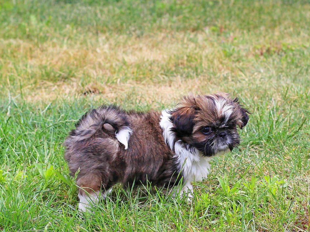 French Bull TZU (French Bulldog and Shih Tzu mix) stand in grass fields.