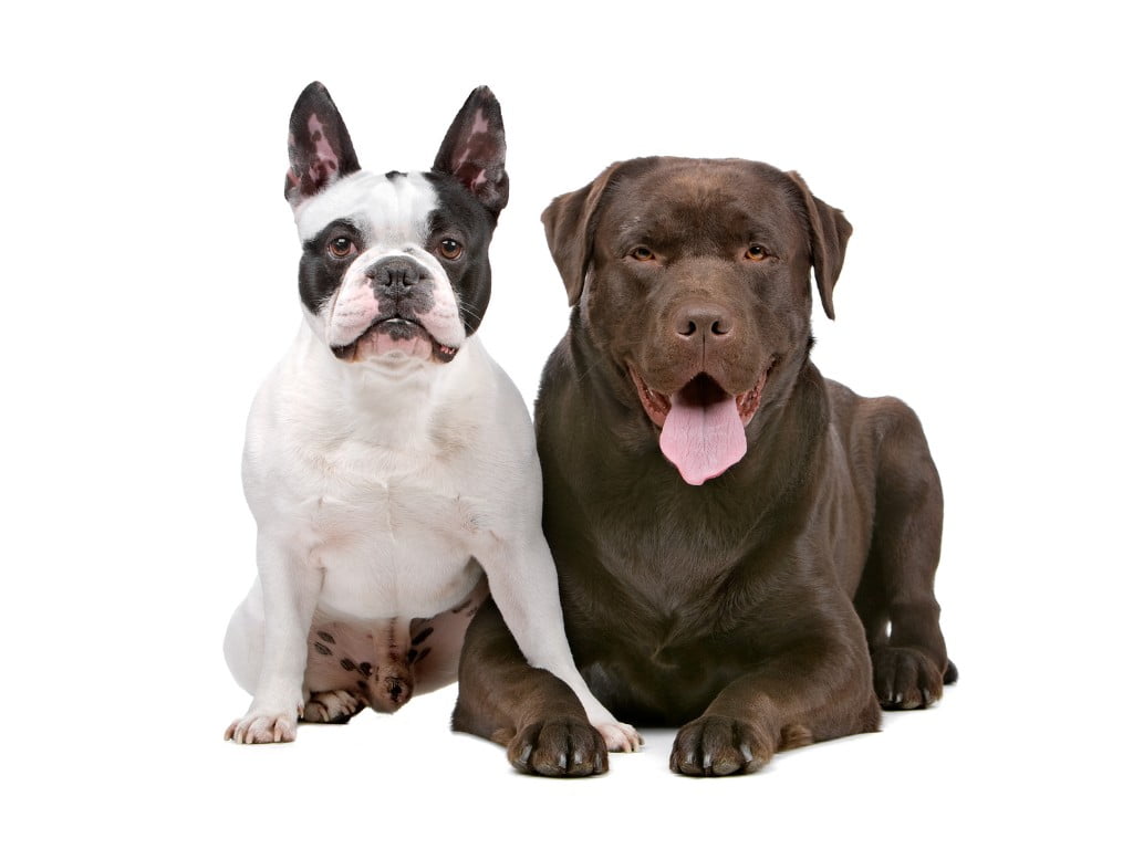 two black and white French Bullabrador sitting down in floor.