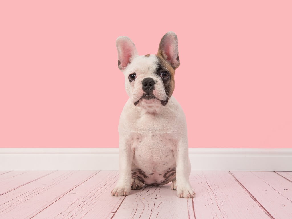 French Bullhuahua (French Bulldog and Chihuahua mix) sitting down in floor.