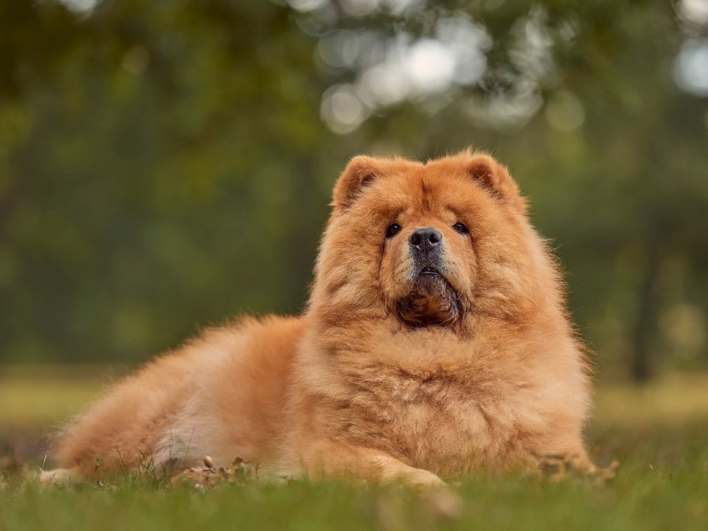 French chow dog (French Bulldog and Chow chow mix) sitting down in grass fields.