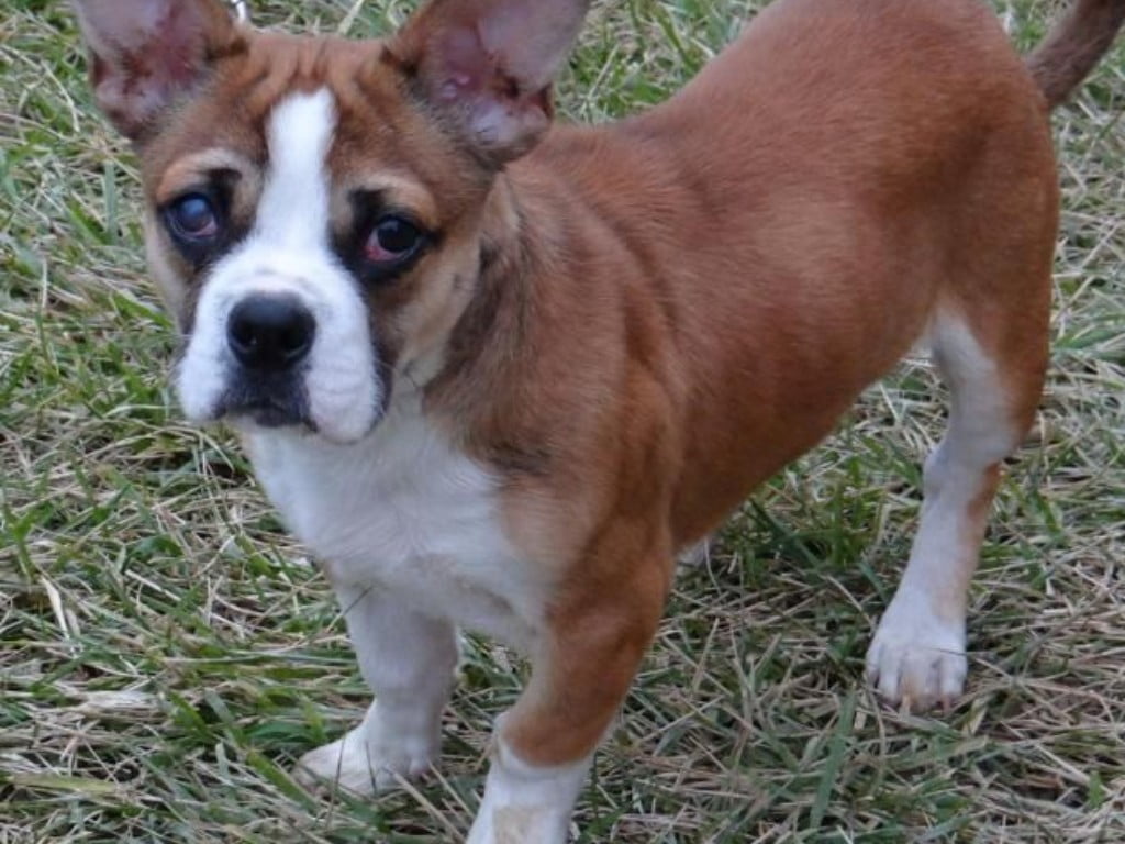 French corgi (French Bulldog and corgi mix) standt in fields.