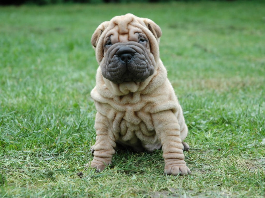 Frenchpei (French Bulldog and Shar-pei mix) standt in fields.