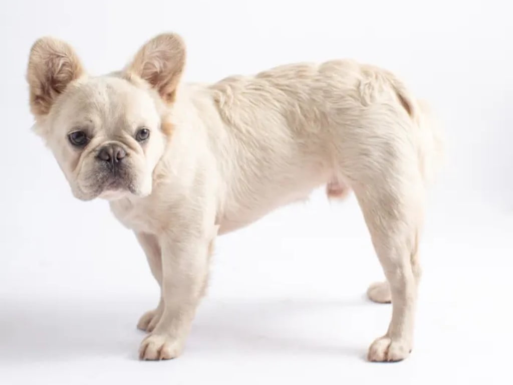 Frenchpomer (French Bulldog and Pomeranian mix) standt in floor.