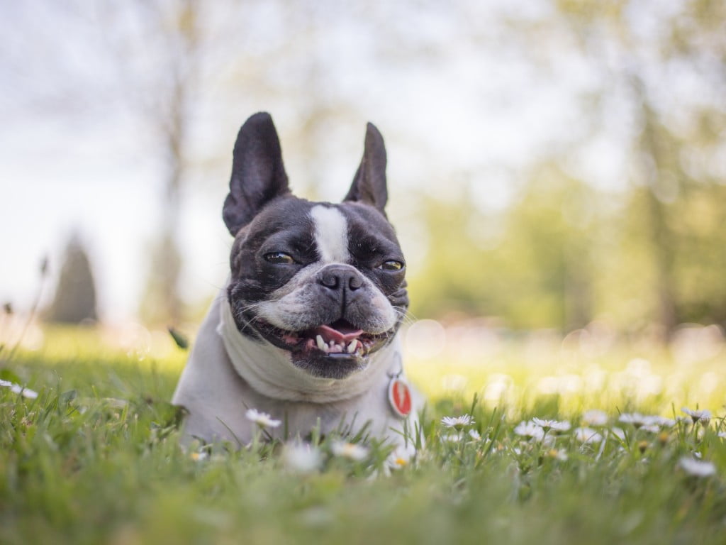 Frenchton (French Bulldog and Boston Terrier mix) sitting down in grass field with smile.