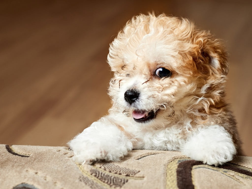 Froodle (French Bulldog and Poodle mix) sitting down with smile.