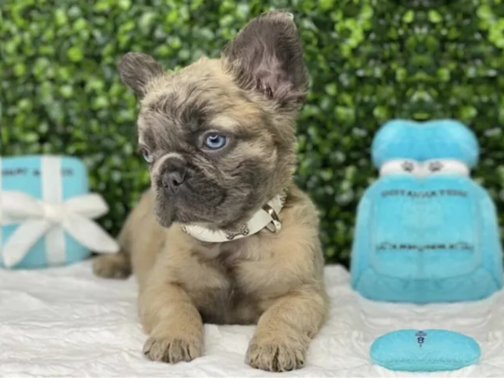 Frorkie(French Bulldog and Yorkie mix) laying down.