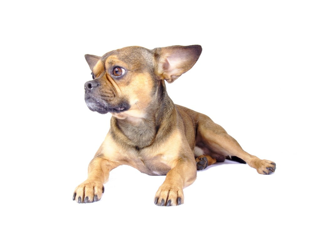 Frug (French Bulldog and Pug mix laying down in floor.