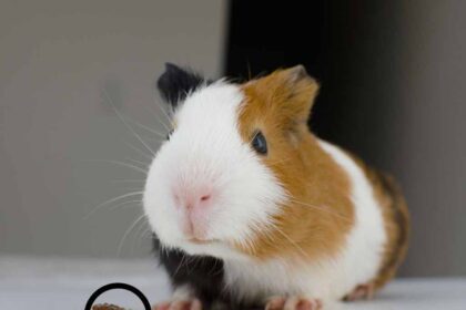 guinea pig sitting down and front side a lice in search box.