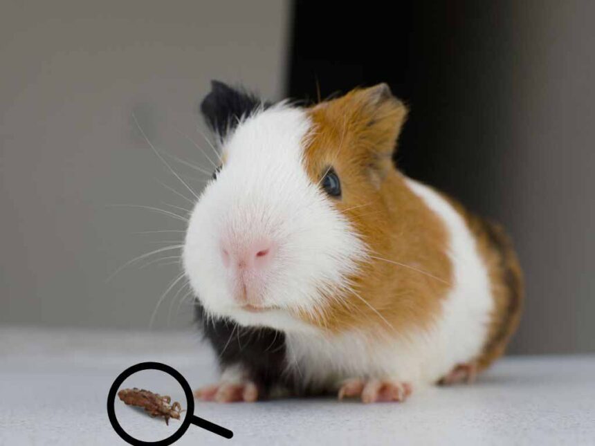 guinea pig sitting down and front side a lice in search box.