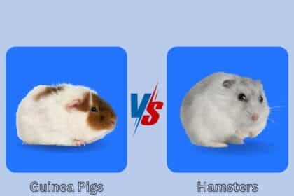 Guinea Pigs vs Hamsters