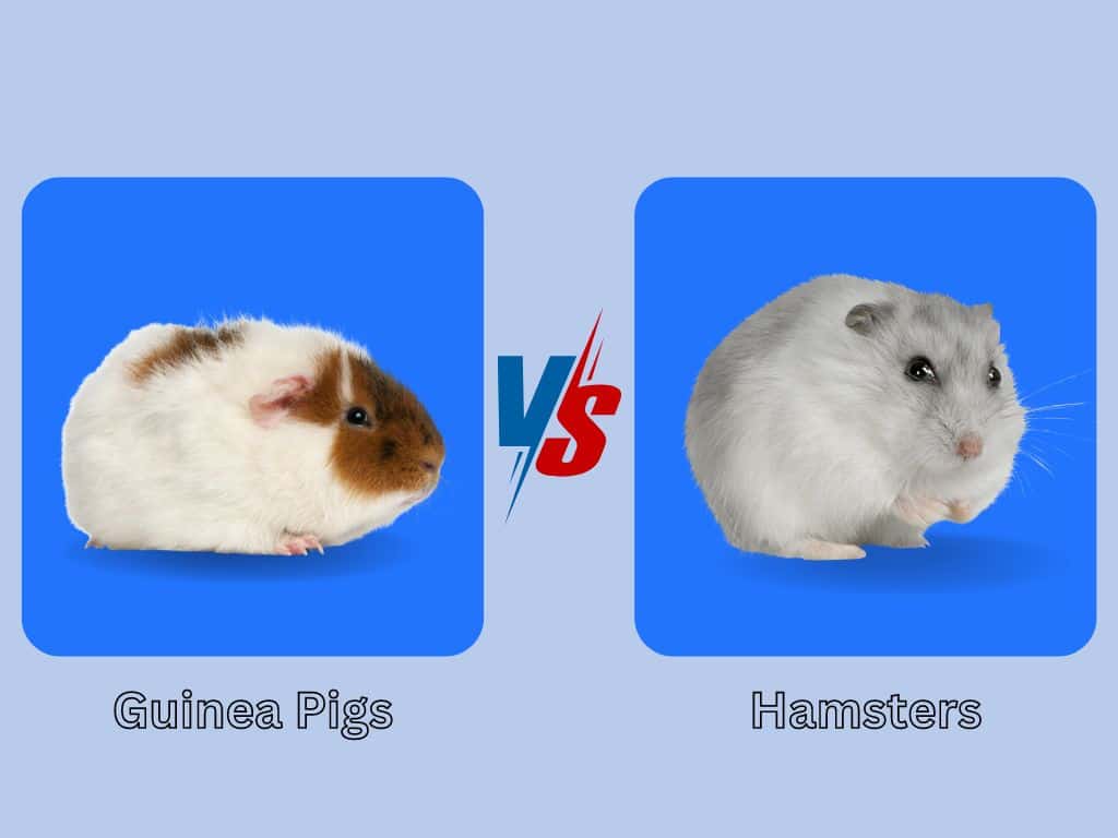 Guinea Pigs vs Hamsters