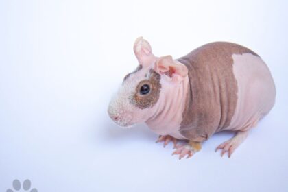 Hairless Guinea Pig sitting down in floor.