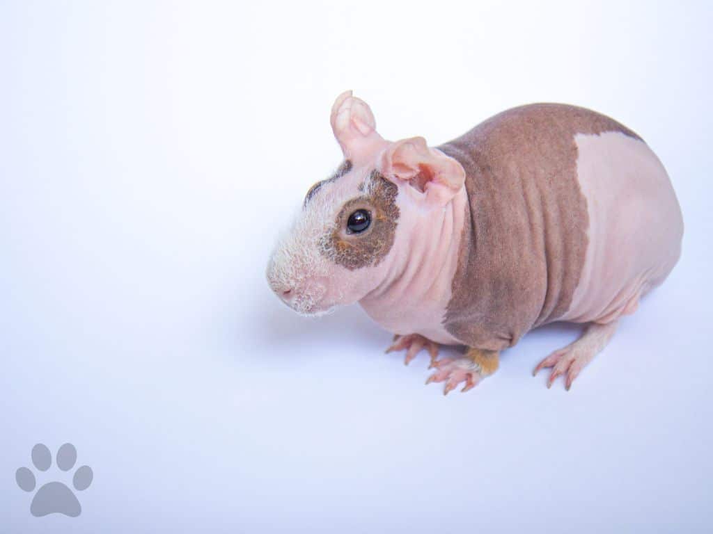 Hairless Guinea Pig sitting down in floor.