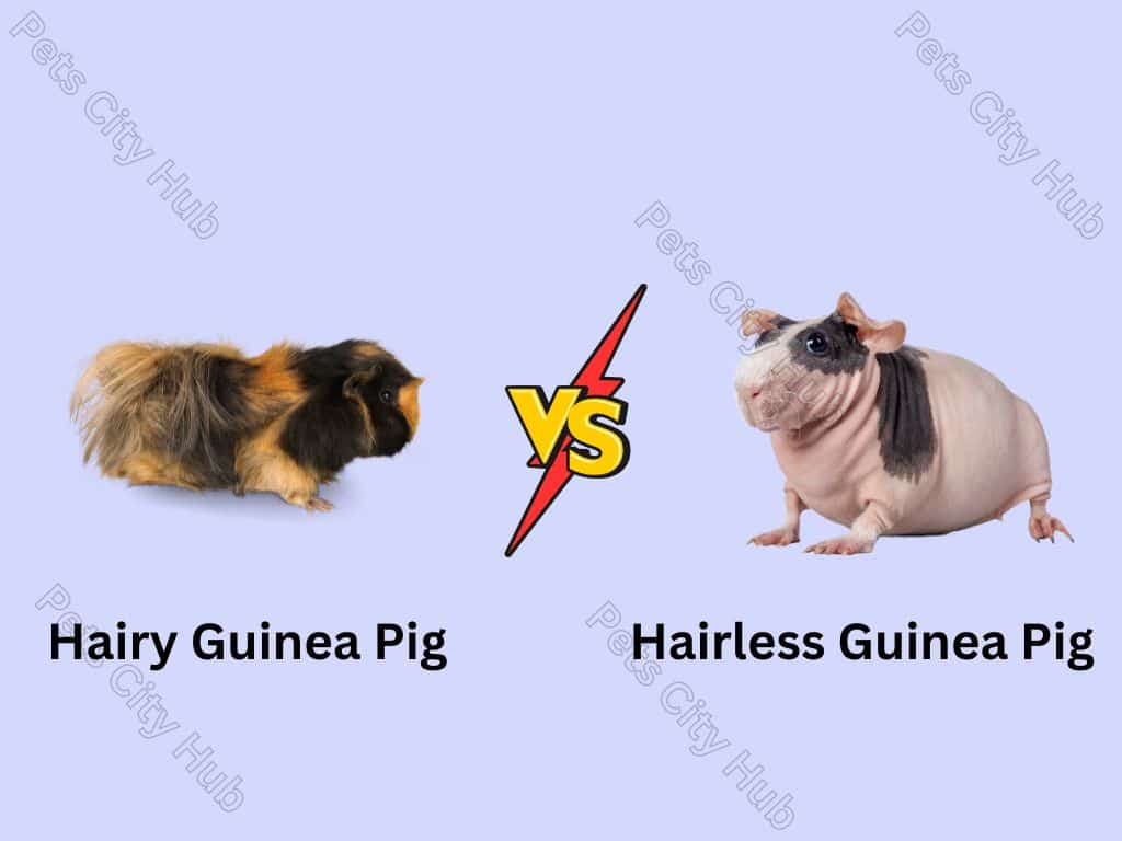 Hairy vs Hairless key difference