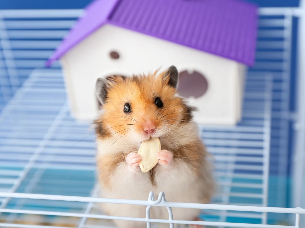 Hamster standt on her cage.