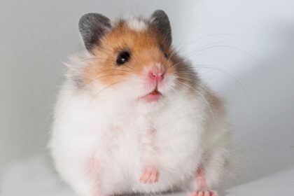 A hamster sitting down on floor.