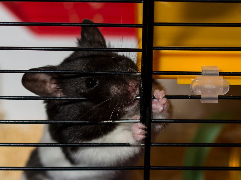 a Hamster Chewing her bar.