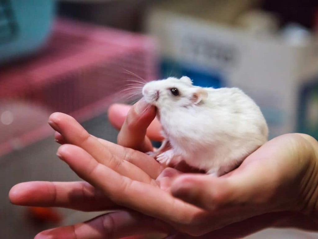 A hamster bitting a finger.