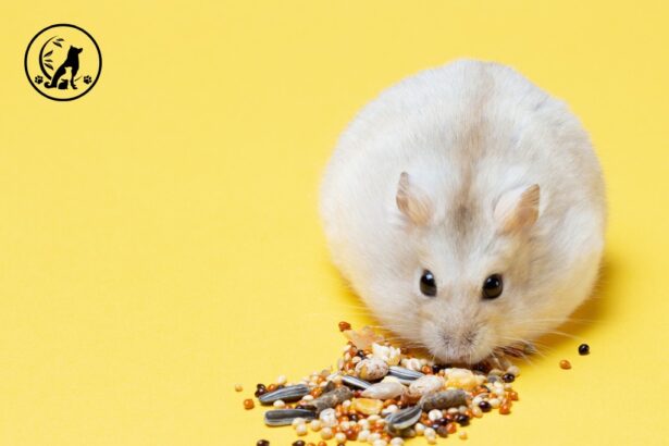 Hamster sitting down and eating seeds.
