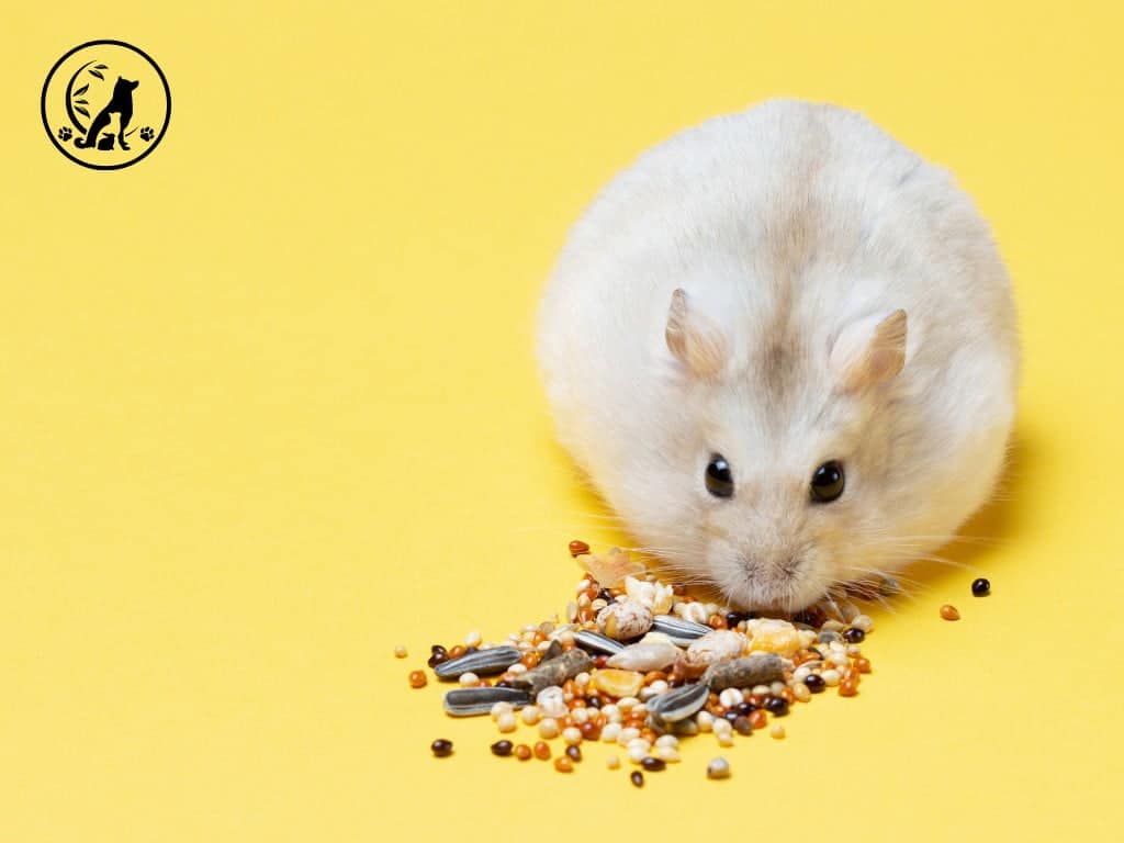 Hamster sitting down and eating seeds.