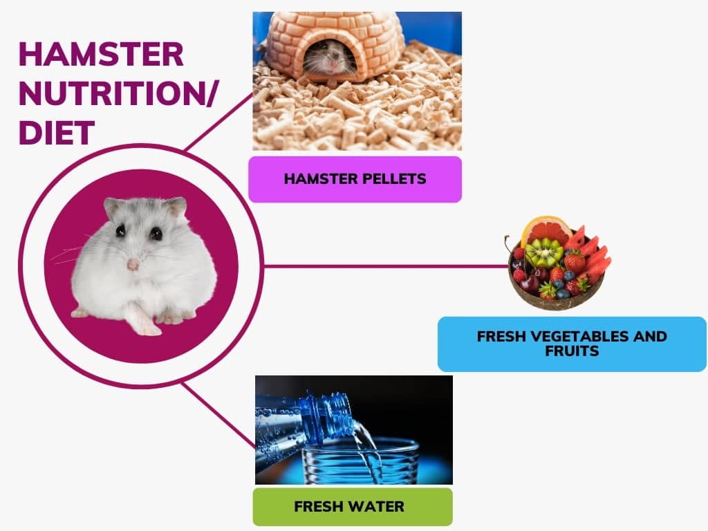 Hamster Diet Plan.