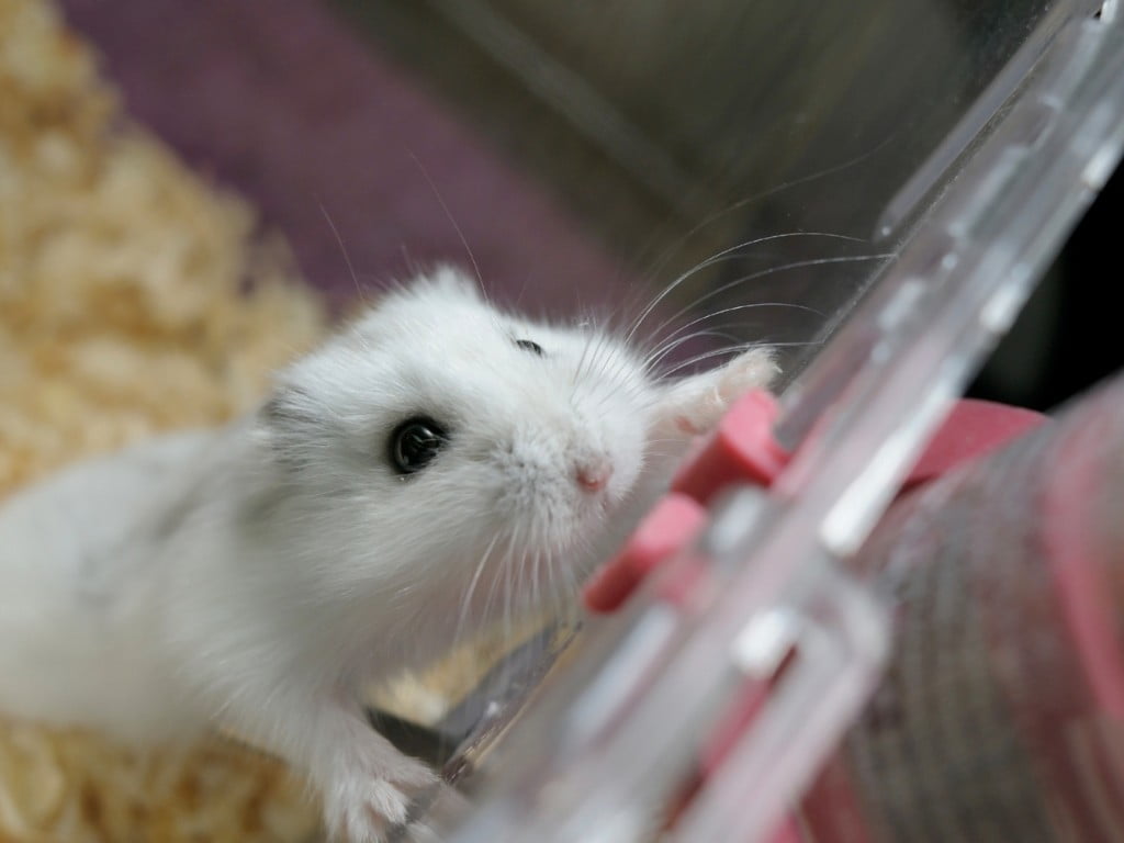 Hamster Escaping her cage bar.