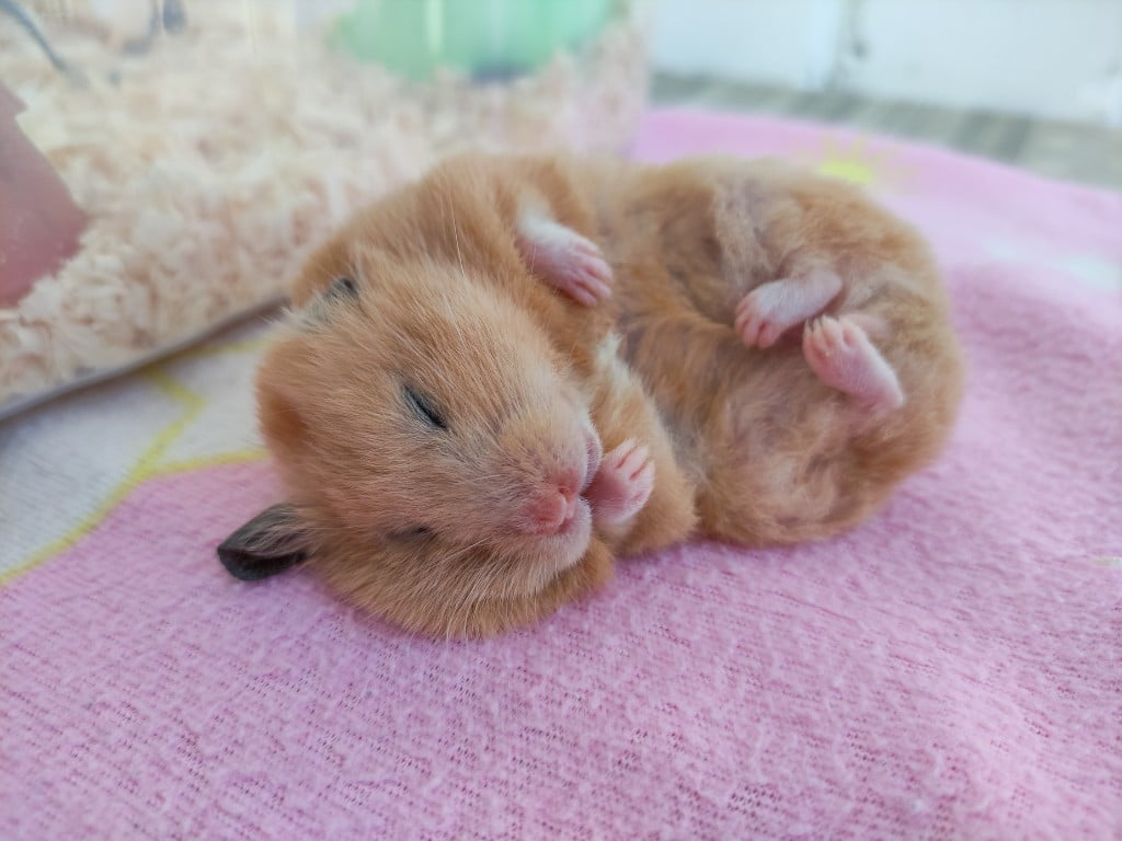 hamster are sleeping.