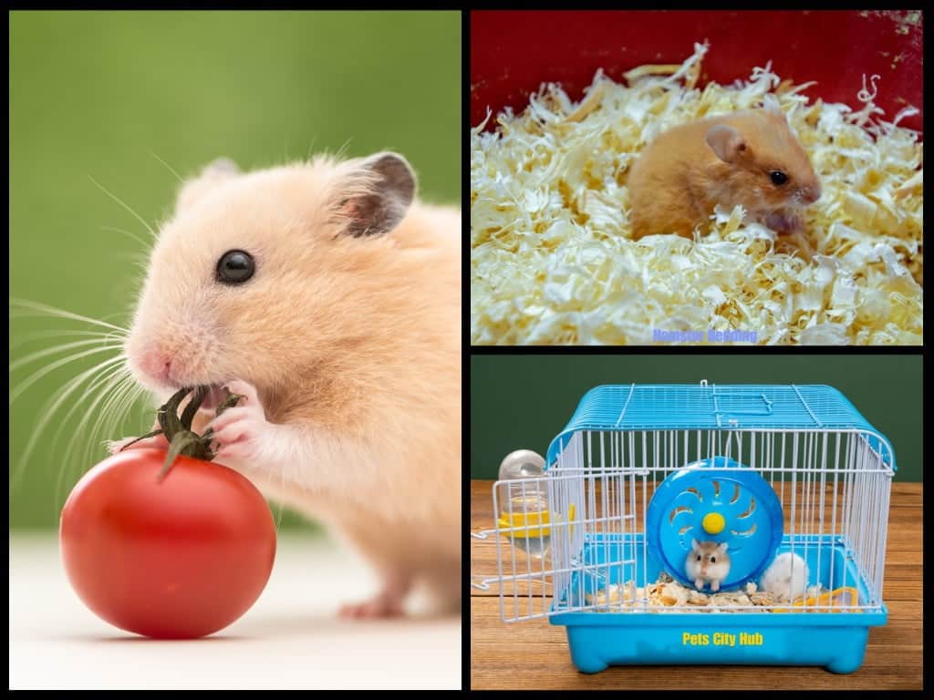 Hamster Cage, Bedding, Toys.