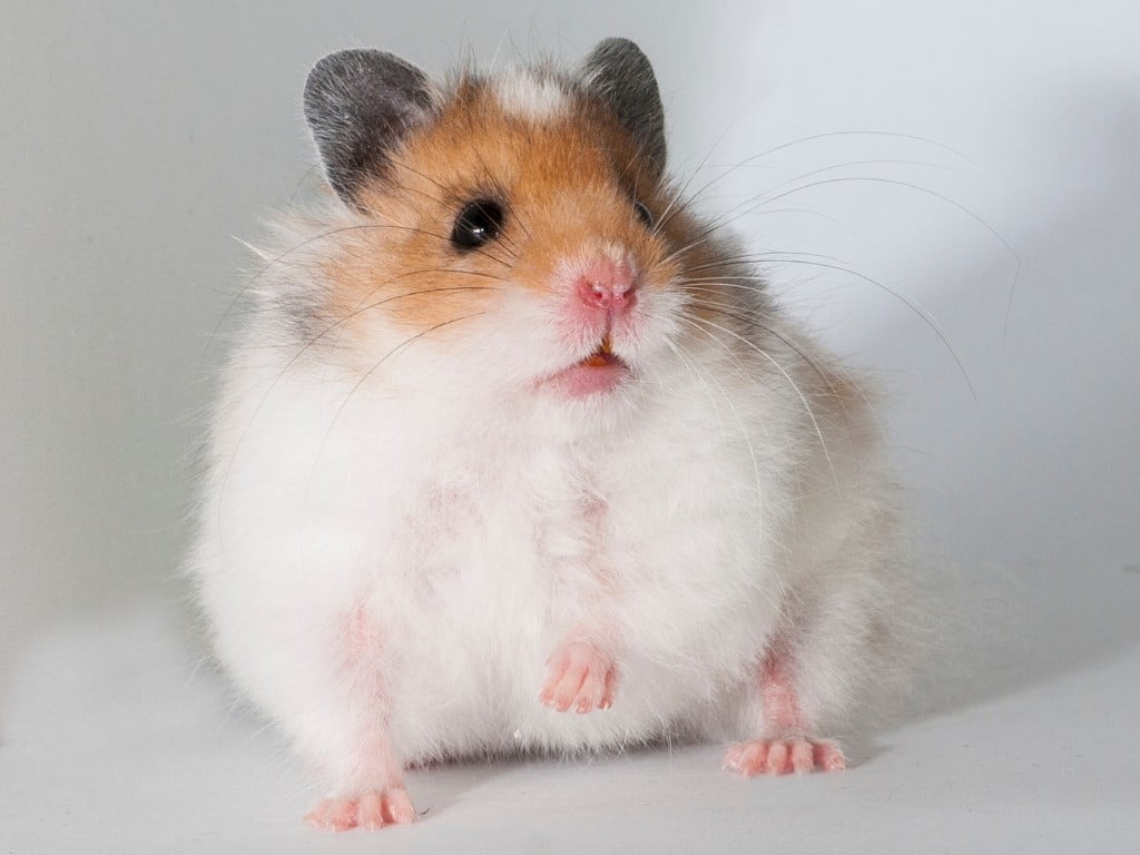 A hamster sitting down on floor.