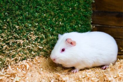 Himalayan Guinea Pig Sitting down in her cage.