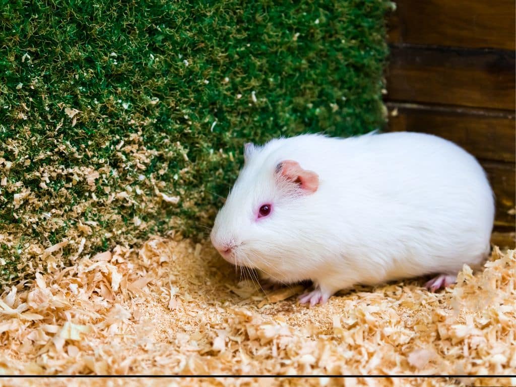 Himalayan Guinea Pig Sitting down in her cage.