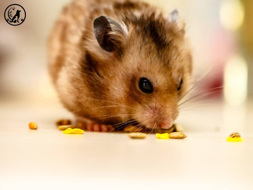 a hamster eating nuts.