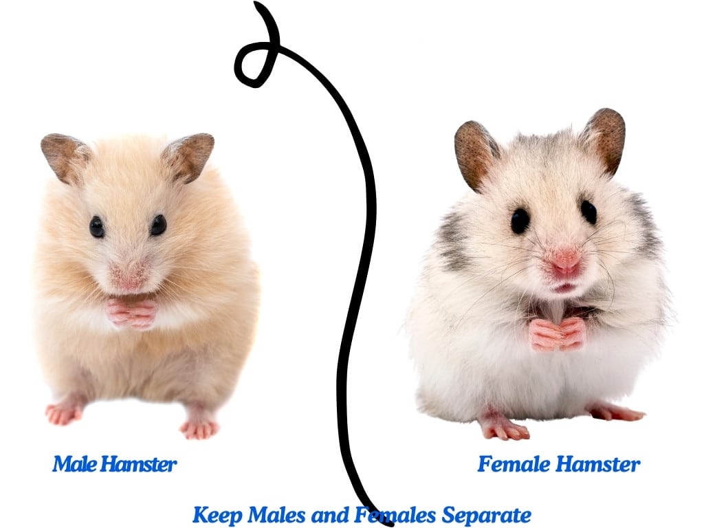 a male and female hamster stand in floor.