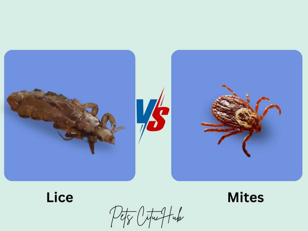 Lice vs Mites