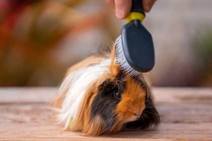 Long Hair Guinea Pig doing grooming on the table.