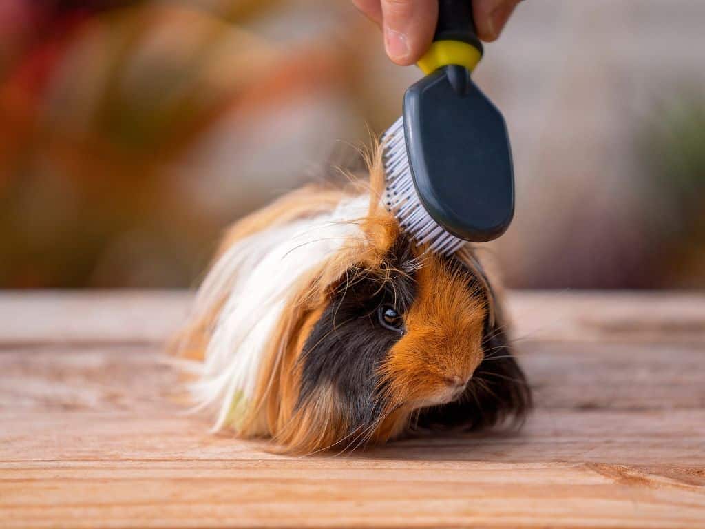 Long Hair Guinea Pig doing grooming on the table.